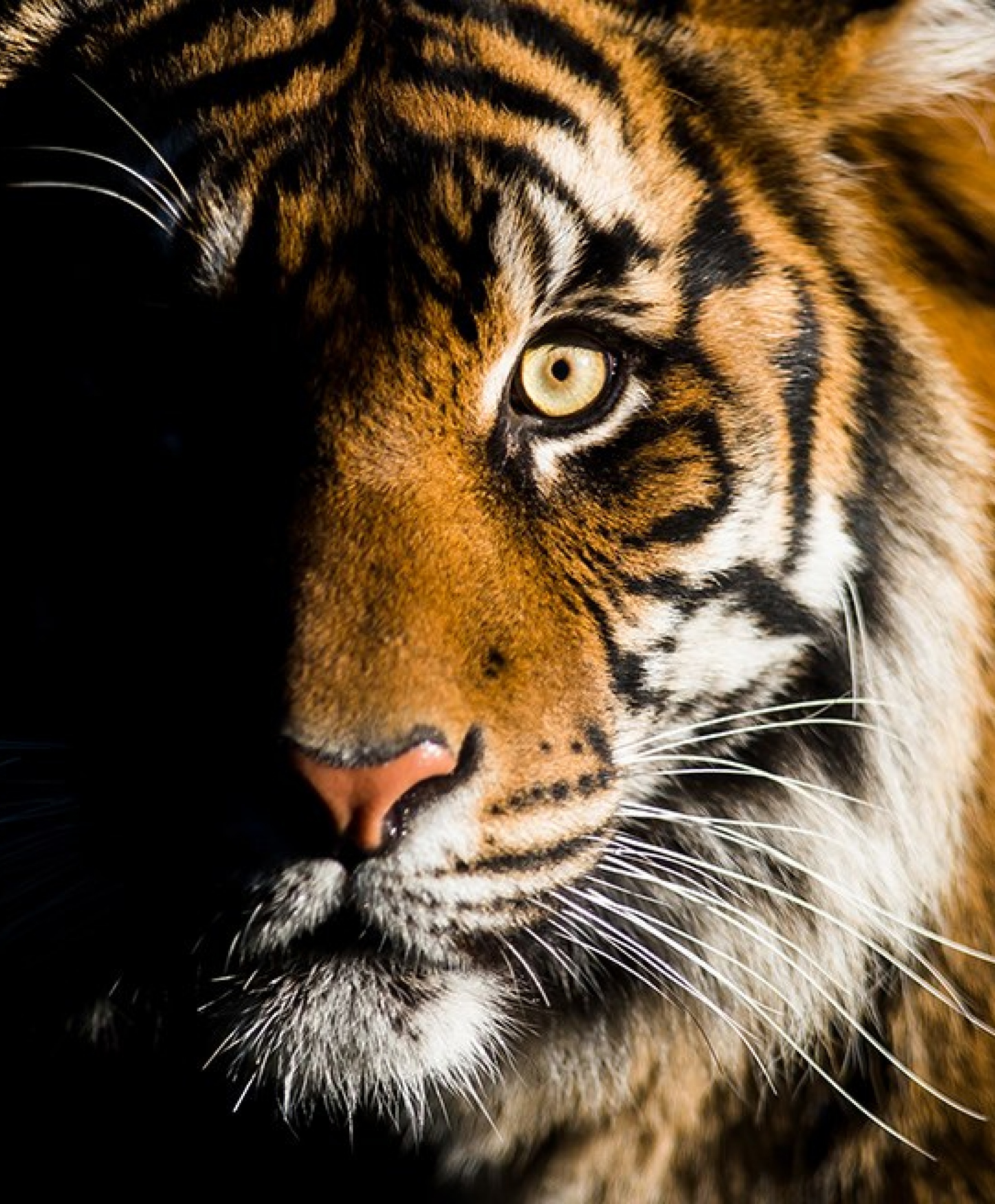 PDZA-Thumb_1040x1258