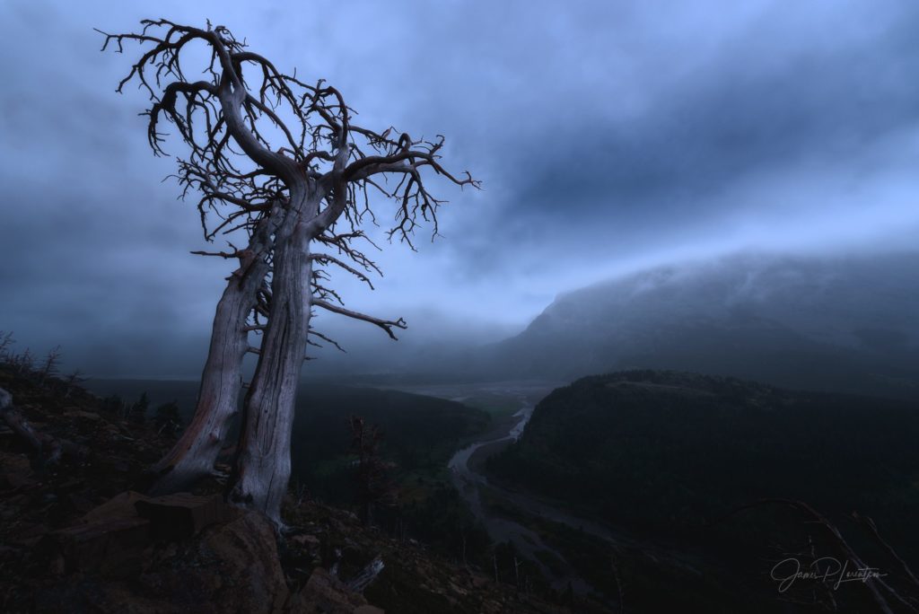 Tree-Stormy_JPL3990-Edit-Edit-Edit-Edit-2