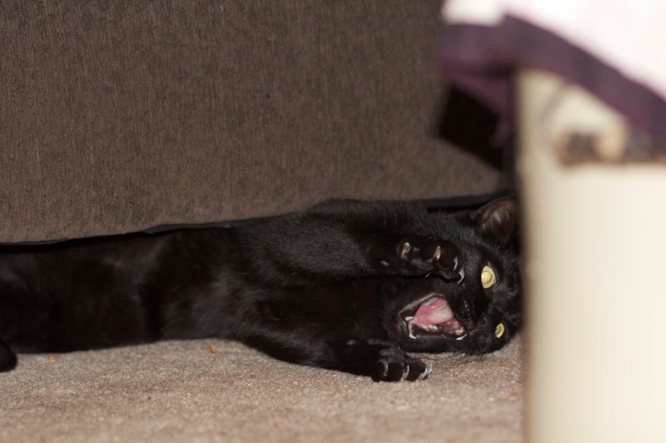crazyonyx