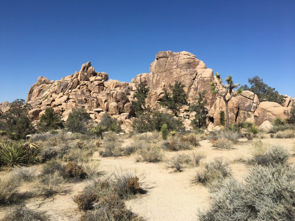Joshua-tree-backdrop-scaled